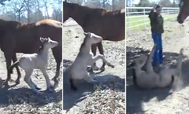 هذا ما يحدث عندما يعطس مهر