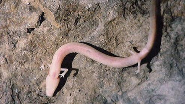 ولادة (الطفل التنين) .. الذي شوهد