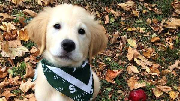 بالصور.. تقويم أسنان للكلاب أيضا