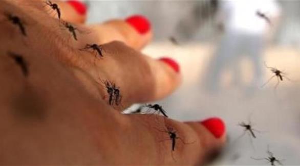 لماذا يتسبب فيروس زيكا في دق