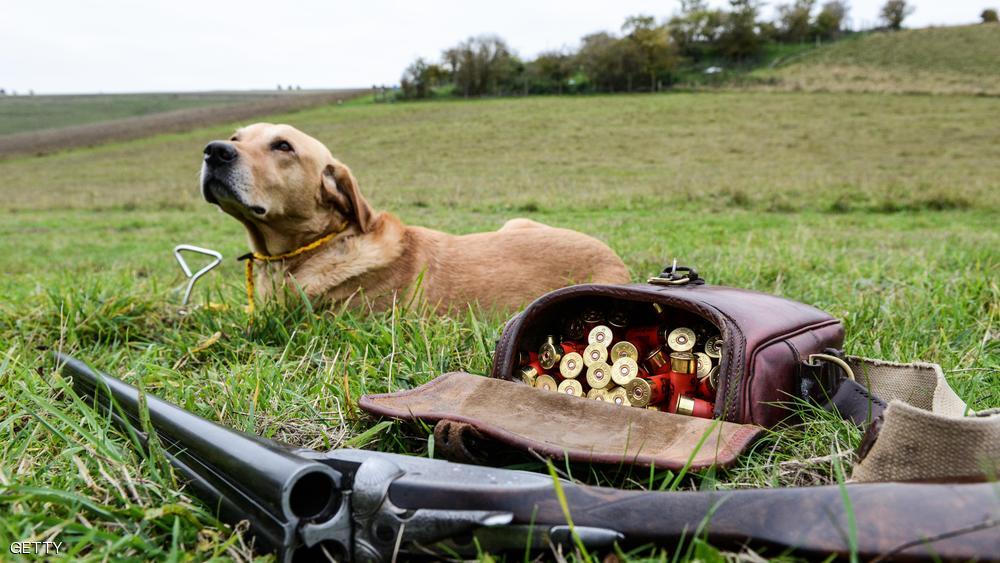 الكلب (زناد) يطلق النار على صاحبته