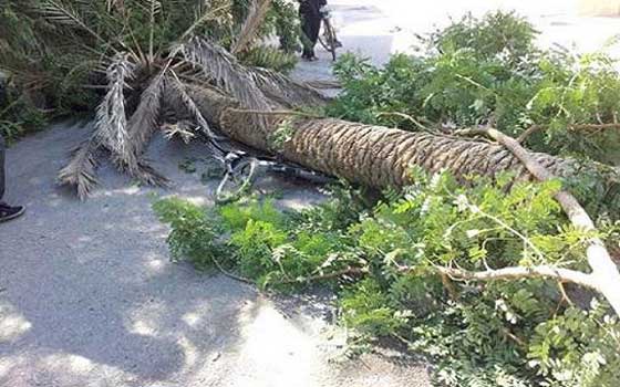 وفاة و6 إصابات بسقوط شجرة نخيل