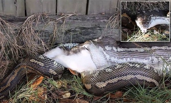 بالفيديو: ثعبان ضخم يلتهم قطة على