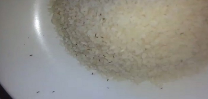 مول بالهاشمية يبيع (رز مسوس) بأسعار