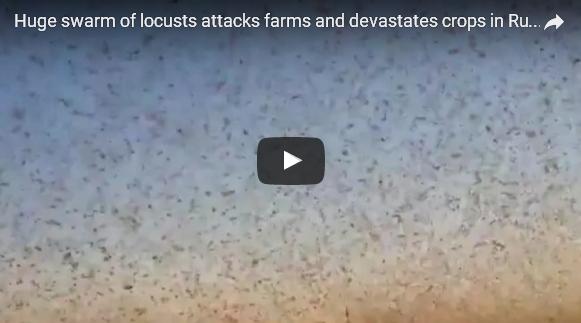 بالفيديو: جيوش من الجراد تغزو جنوب