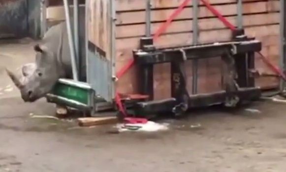 لحظة فرار عمال حديقة حيوان من