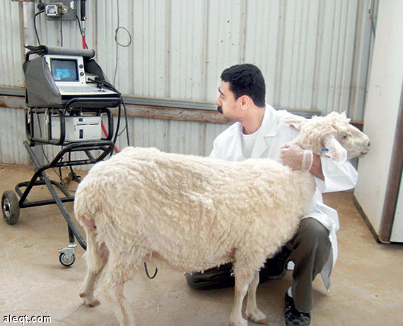 50 طبيبا بيطريا لفحص الأضاحي في