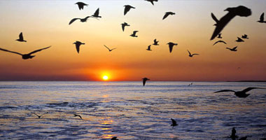 إلى طائر مهاجر