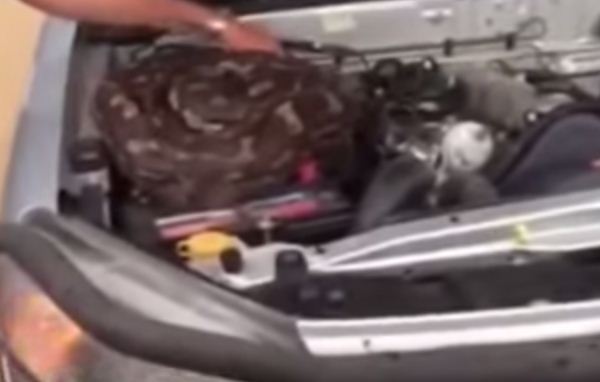 بالفيديو.. رجل يعثر على ثعبان ضخم