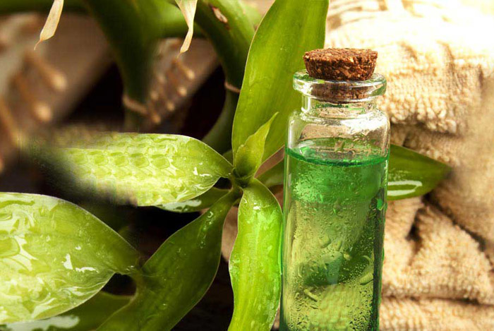 ينبوع الصحة والجمال.. زيت شجرة الشاي