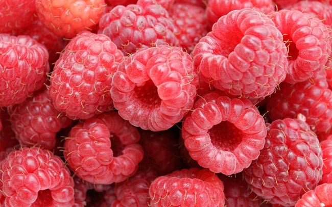 تعرف على علاقة التوت البري والجهاز