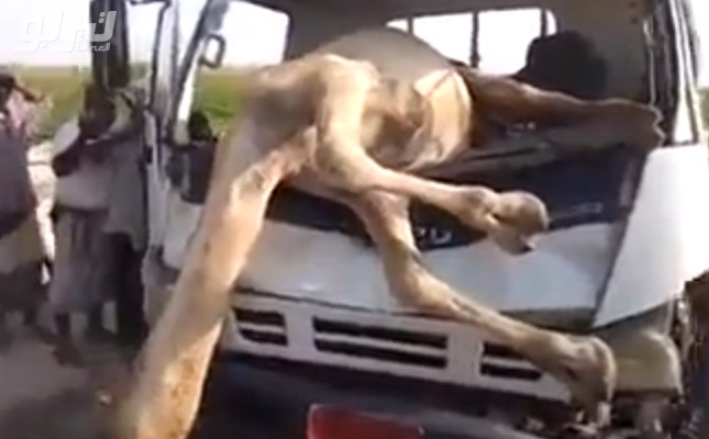 في السعودية .. اصطدم (جمل) بسيارة
