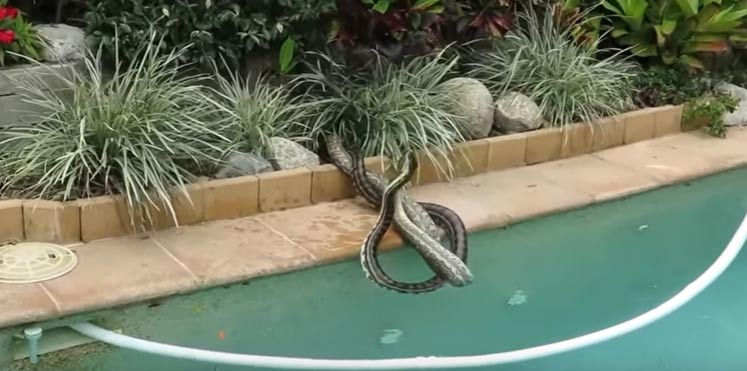 بالفيديو.. صراع بين ثعبانين للفوز بمعاشرة