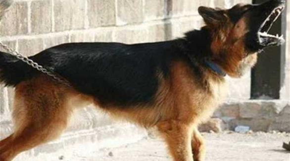 نباح كلب يؤدي إلى شجار مميت