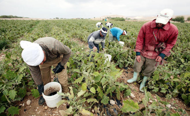 دعوة لعدم زراعة المحاصيل الحساسة للصقيع