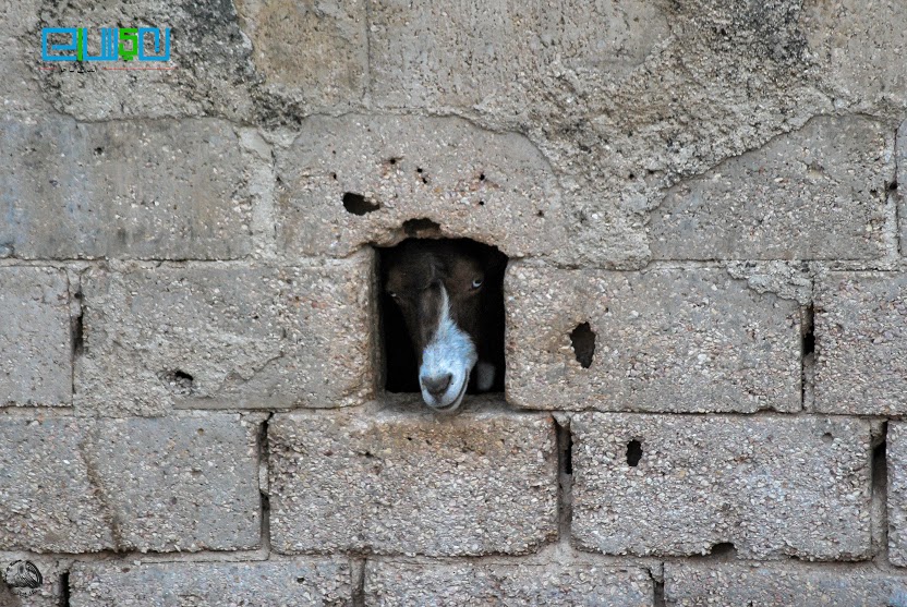 إنما (التقاط الصورة الرائعة) صبر ساعة