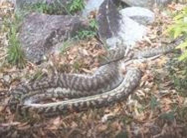 بالفيديو: أفعى ضخمة تلتهم كنغرا