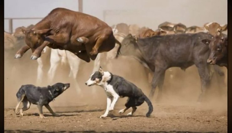 شاهد صور إلتقطت في الوقت المناسب