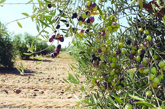 الزعبي: إربد المحافظة الأكبر في عدد