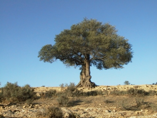 زراعة 550 شجرة زيتون في غور