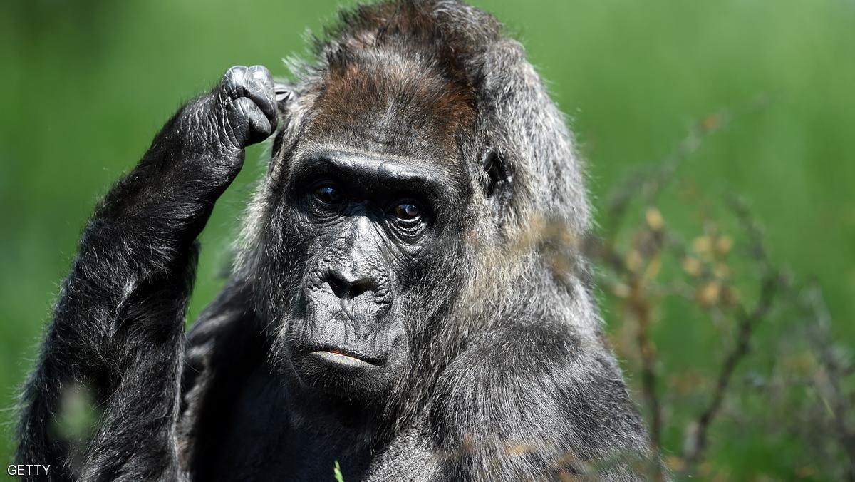 قرد (مشاكس) يتسبب بانقطاع الكهرباء عن