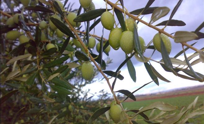 وفاة خمسيني بعد سقوطه عن شجرة