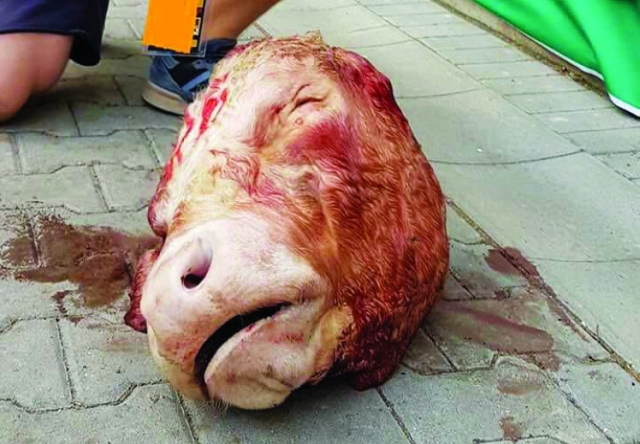 تغريم ناد ألماني بسبب رأس ثور