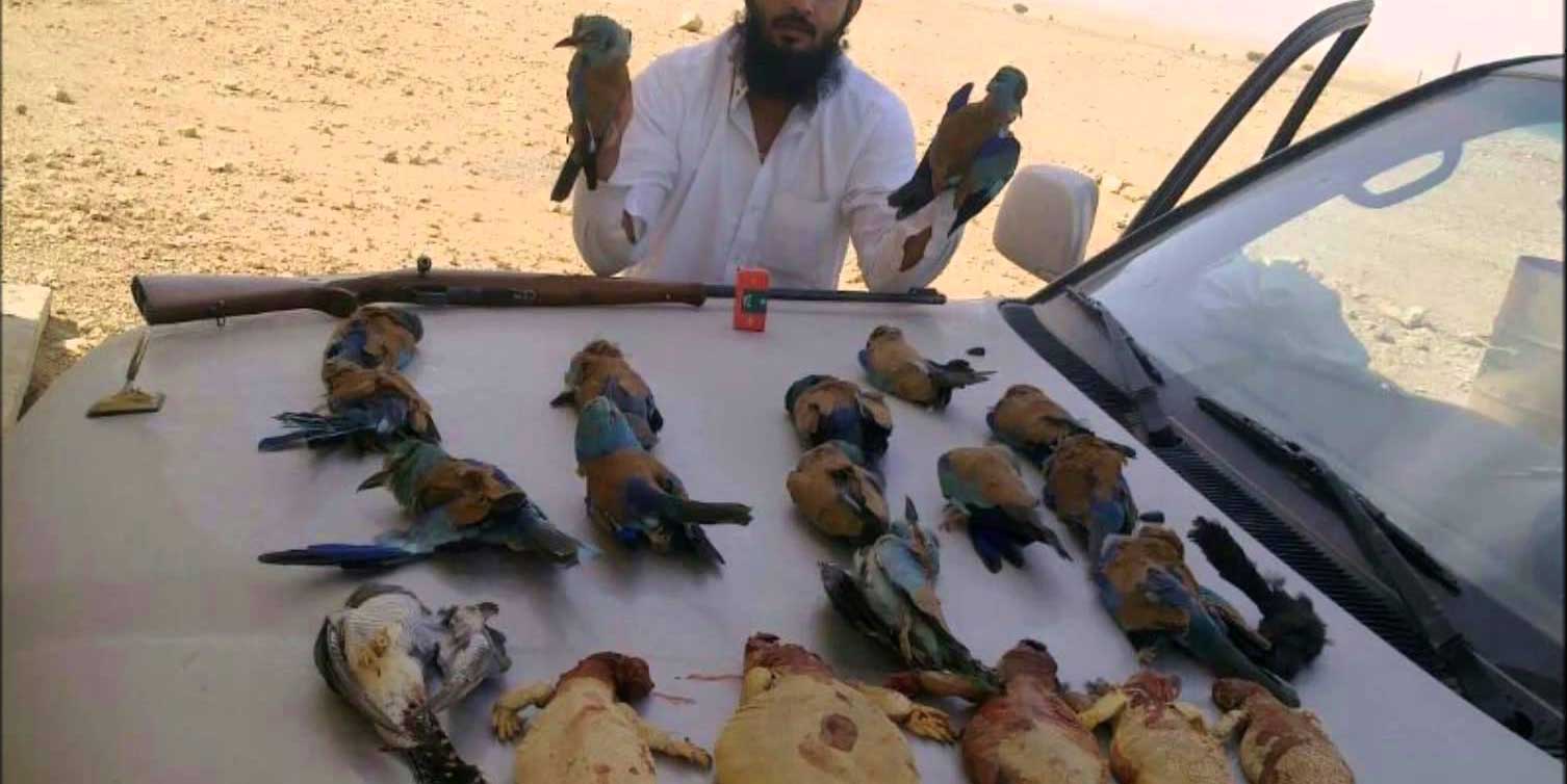 بالفيديو.. أبرزها الأفاعي والقنفذ والجراد.. أطباق