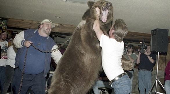 بالصور: رجال يصارعون الدببة