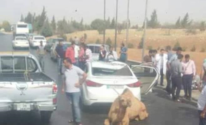 إربد: جمل يسقط من (بك آب)