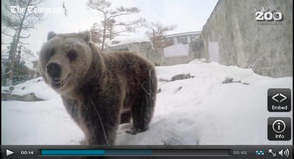 بالفيديو: لحظة استيقاظ دبتين من سبات