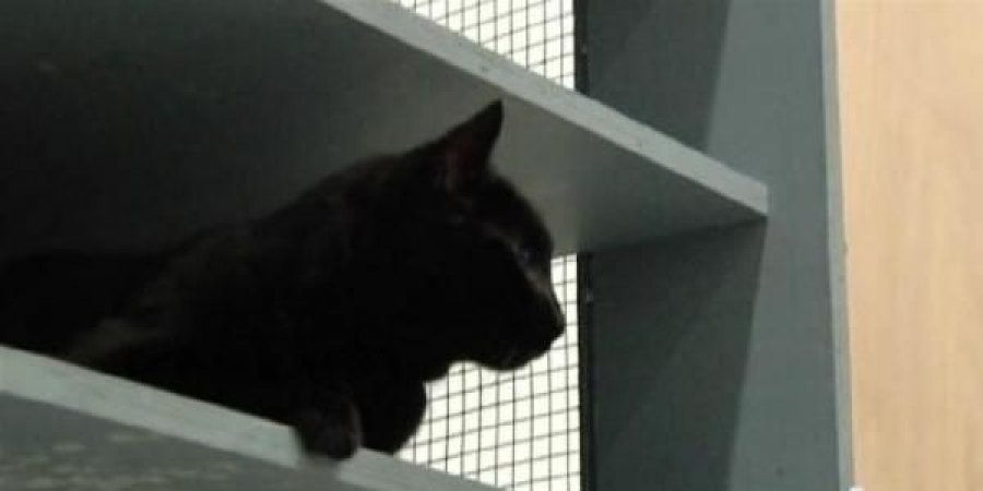 أمريكي يعرض 20 ألف دولار مكأفاة