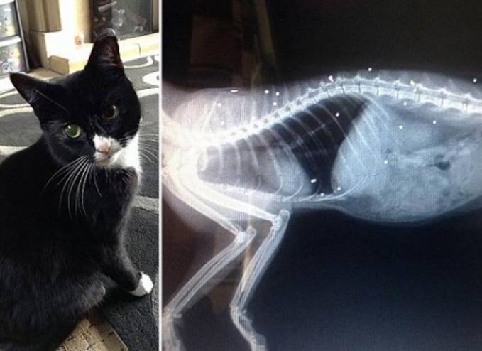 لقطة المعجزة .. أطلقوا عليها 30