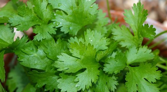 الكزبرة تحارب متاعب المعدة